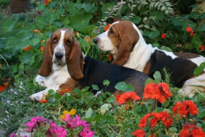 2 bassets in garden borders